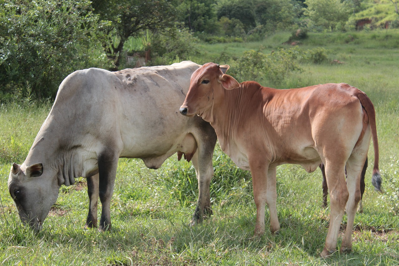 Inseminação Artificial em Animais