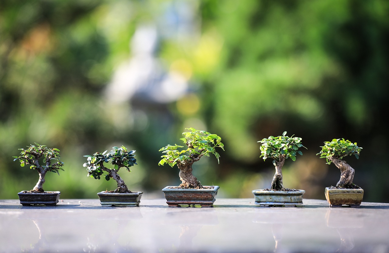 Produção de Bonsai
