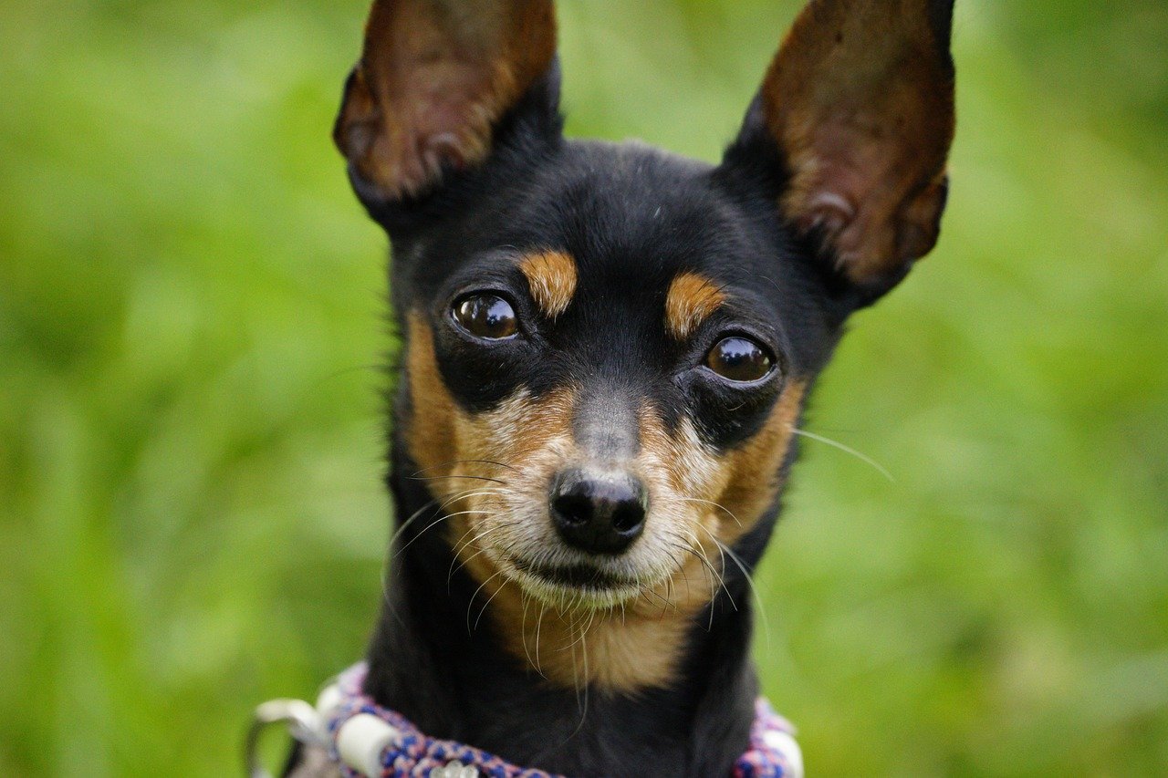 Vigilância Epidemiológica de Animais